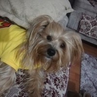 Yorkshire Terrier, Köpek  Tarçın fotoğrafı