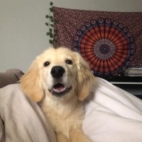 Golden Retriever, Köpek  Gofret fotoğrafı