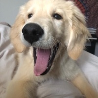 Golden Retriever, Köpek  Gofret fotoğrafı