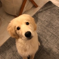 Golden Retriever, Köpek  Gofret fotoğrafı
