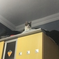Tekir Kedi, Kedi  Boncuk fotoğrafı