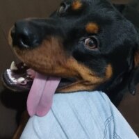 Rottweiler, Köpek  Baron fotoğrafı