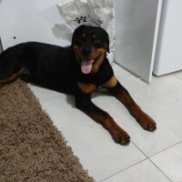 Rottweiler, Köpek  Baron fotoğrafı