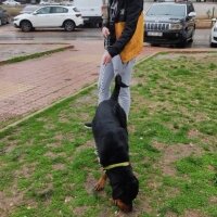 Rottweiler, Köpek  Baron fotoğrafı