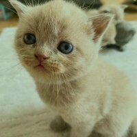 British Shorthair, Kedi  MİA fotoğrafı