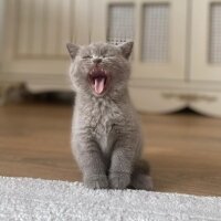 British Shorthair, Kedi  MİA fotoğrafı