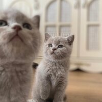 British Shorthair, Kedi  MİA fotoğrafı