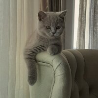 British Shorthair, Kedi  MİA fotoğrafı