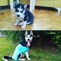 Sibirya Kurdu (Husky), Köpek  Mishka fotoğrafı