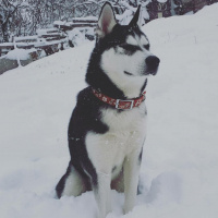 Sibirya Kurdu (Husky), Köpek  Mishka fotoğrafı