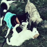 Sibirya Kurdu (Husky), Köpek  Mishka fotoğrafı