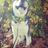 Sibirya Kurdu (Husky), Köpek  Mishka fotoğrafı