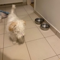 Maltese, Köpek  Luna fotoğrafı