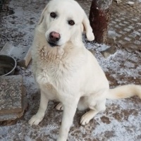 Akbaş, Köpek  Güçlü fotoğrafı