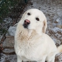 Akbaş, Köpek  Güçlü fotoğrafı