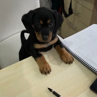 Minyatür Pinscher, Köpek  Şila fotoğrafı