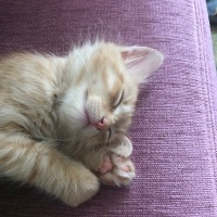 Tekir Kedi, Kedi  Limon fotoğrafı