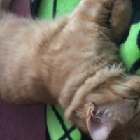 Tekir Kedi, Kedi  Limon fotoğrafı