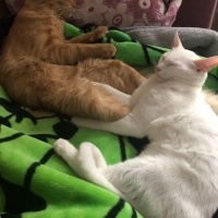 Tekir Kedi, Kedi  Limon fotoğrafı