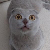 Scottish Fold, Kedi  lokumkız fotoğrafı