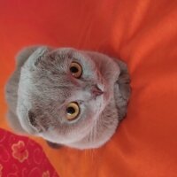 Scottish Fold, Kedi  lokumkız fotoğrafı