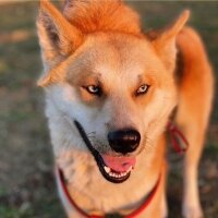 Sibirya Kurdu (Husky), Köpek  Achille fotoğrafı