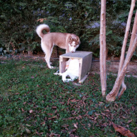 Sibirya Kurdu (Husky), Köpek  İce fotoğrafı