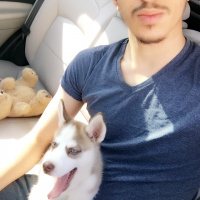 Sibirya Kurdu (Husky), Köpek  İce fotoğrafı