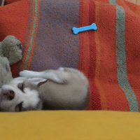 Sibirya Kurdu (Husky), Köpek  İce fotoğrafı
