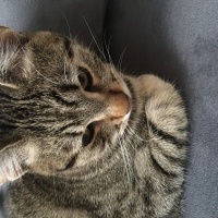 Tekir Kedi, Kedi  Şükrü fotoğrafı