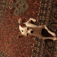 Chihuahua, Köpek  Prencess fotoğrafı
