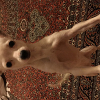 Chihuahua, Köpek  Prencess fotoğrafı