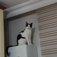 Tekir Kedi, Kedi  Firuze fotoğrafı