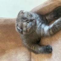 Scottish Fold, Kedi  Gece fotoğrafı