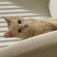 Sarman, Kedi  Balım fotoğrafı