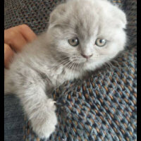 British Shorthair, Kedi  Liyal fotoğrafı