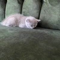 British Shorthair, Kedi  PAMUK fotoğrafı