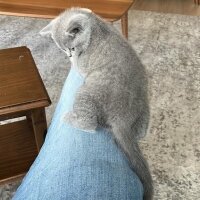 British Shorthair, Kedi  PAMUK fotoğrafı