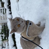 British Shorthair, Kedi  Latte fotoğrafı