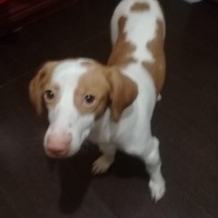 Jack Russell Terrier, Köpek  Maya fotoğrafı