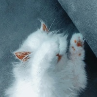 İran Kedisi (Persian), Kedi  Prenses fotoğrafı