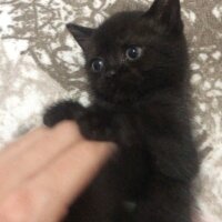 Scottish Fold, Kedi  Alfa fotoğrafı