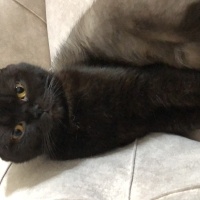 Scottish Fold, Kedi  Zeytin fotoğrafı