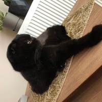 Scottish Fold, Kedi  Zeytin fotoğrafı