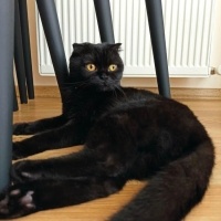 Scottish Fold, Kedi  Zeytin fotoğrafı