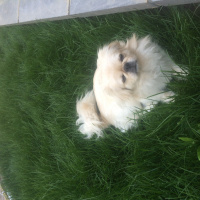 Pekingese, Köpek  çikita fotoğrafı