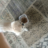 Pekingese, Köpek  çikita fotoğrafı