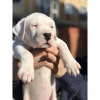 Dogo Arjantin, Köpek  Asil fotoğrafı