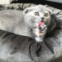 Scottish Fold, Kedi  Mia fotoğrafı