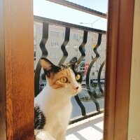 Tekir Kedi, Kedi  Güneş fotoğrafı